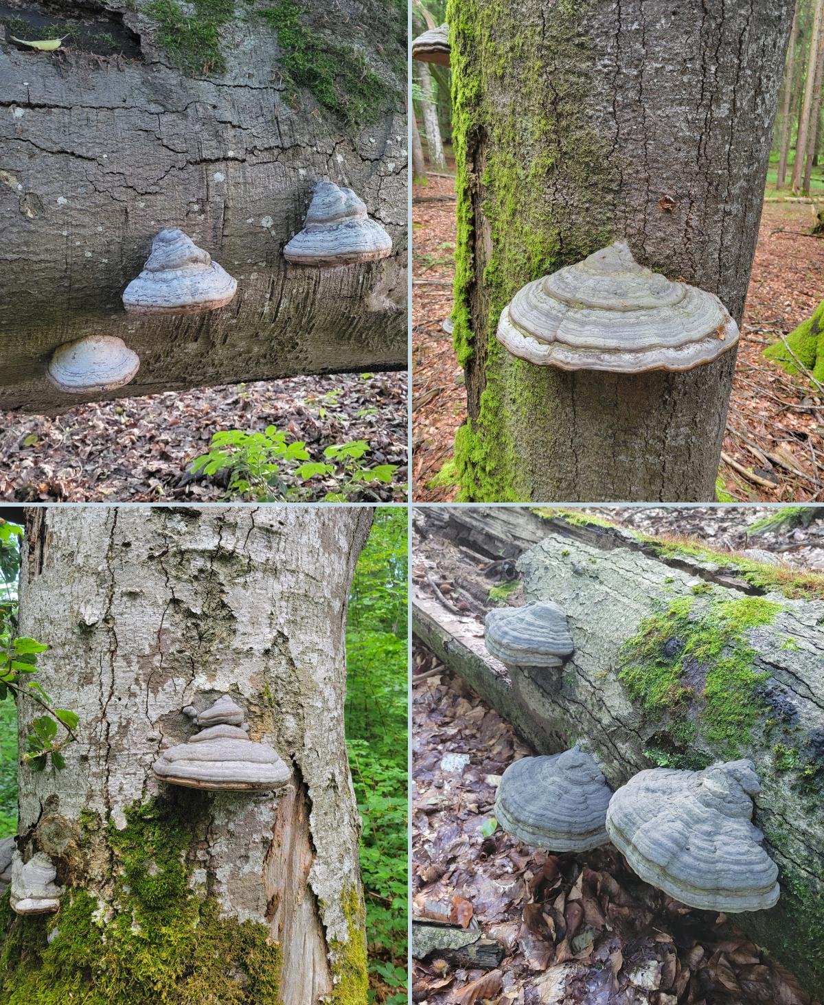 FUNGEE | Mushroom Tree Stump Planter - Custom Woodland Decor, Choice of Color